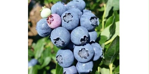 蓝莓干能泡酒吗-速盈娱乐坚果贴牌代工厂
